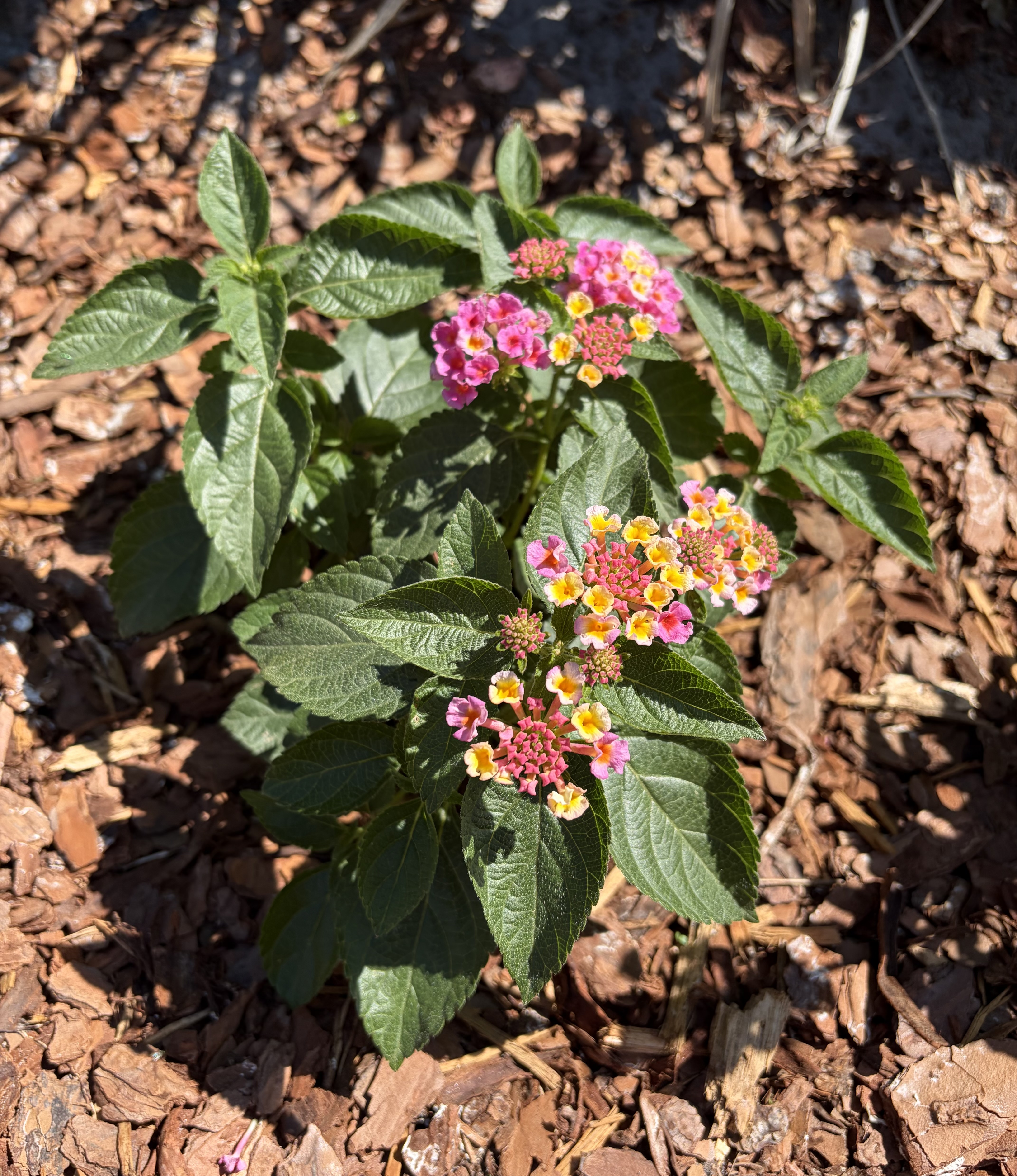 Lantana
