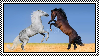 Horses fighting